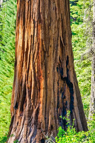 stock image Sequoia National Park and Kings Canyon. Giant sequoia trees, forest trails, wooden fence and hiking trail, Kings River Canyons.