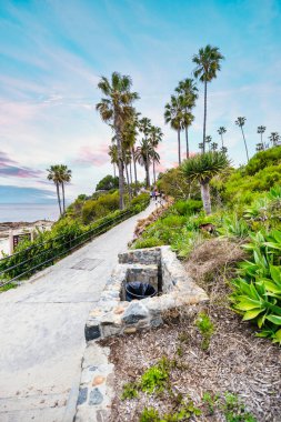 Orange County California 'daki Treasure Island Park' ta palmiye ağaçları olan Laguna Sahili Okyanus Kıyısı.