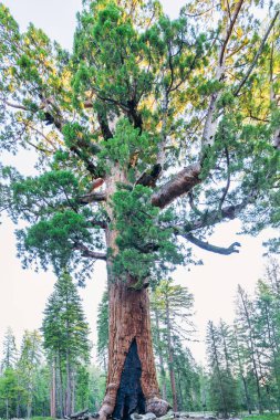 Boz Dev, Mariposa Korusu, Yosemite Ulusal Parkı.