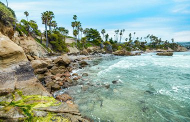 Orange County California 'daki Treasure Island Park' ta palmiye ağaçları olan Laguna Sahili Okyanus Kıyısı.