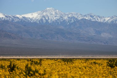 Güzel manzara, bahar çiçekleri, Ölüm Vadisi Ulusal Parkı, Kaliforniya, ABD