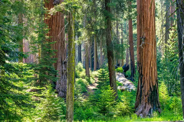 stock image Sequoia National Park and Kings Canyon. Giant sequoia trees, forest trails, wooden fence and hiking trail, Kings River Canyons.