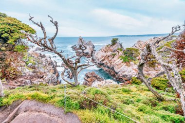 Point Lobos Doğal Rezervi, Carmel, Monterey County, California, Amerika Birleşik Devletleri, Kuzey Amerika