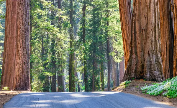 stock image Sequoia National Park and Kings Canyon. Giant sequoia trees, forest trails, wooden fence and hiking trail, Kings River Canyons.