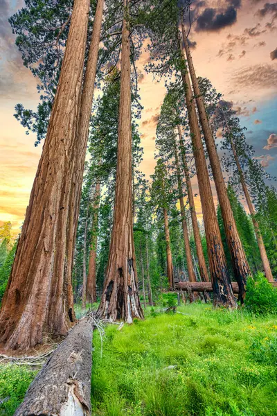 Giant Sequoias 'tan Mariposa Grove, Yosemite Ulusal Parkı, Kaliforniya ABD.