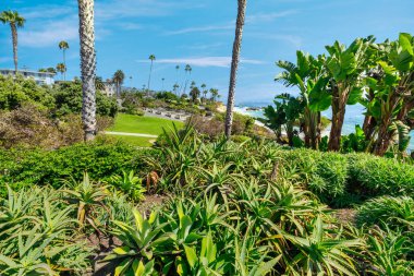 Treasure Island Park, Orange County, Kaliforniya, ABD 'deki palmiye ağaçları ile Laguna Sahili' nin güzel manzarası..