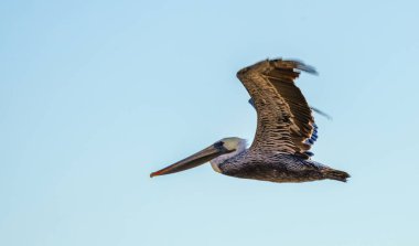 Pasifik Okyanusu üzerinde uçan bir pelikan.