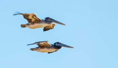 Flight of a flock of pelicans, over the Pacific Ocean. clipart