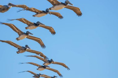 Flight of a flock of pelicans, over the Pacific Ocean. clipart