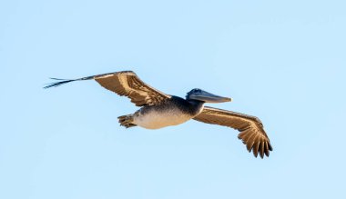 A pelican flies over the Pacific Ocean clipart