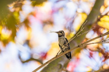 Sombre Hummingbird sits on a branch with a grey sky as background in Brazil clipart