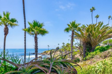 Treasure Island Park, Orange County, Kaliforniya, ABD 'deki palmiye ağaçları ile Laguna Sahili' nin güzel manzarası..