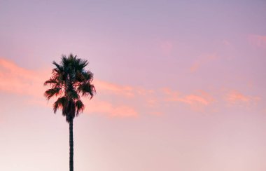 Gün batımında palmiye ağacının silueti, güzel arka plan, konsept, dinlenme, tatil, tatil, seyahat, turizm