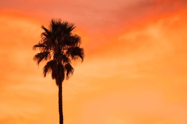 Gün batımında palmiye ağacının silueti, güzel arka plan, konsept, dinlenme, tatil, tatil, seyahat, turizm