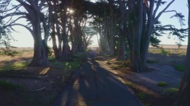 Point Reyes, California 'daki Cypress Ağaç Tüneli' nin havadan görüntüsü, ABD 4K. San Francisco, ABD yakınlarında güzel bir günde nefis ağaçlar. Günaydın, seyahat ve tatil konsepti.