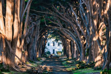 Point Reyes, California 'daki Cypress Ağaç Tüneli tarihi beyaz bir binayı çevreleyen birbirine dolanmış dallardan oluşan sihirli bir gölgeliktir. Peri masalı gibi bir cazibesi olan büyüleyici doğal bir yer..