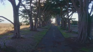 Point Reyes, California 'daki Cypress Ağaç Tüneli' nin havadan görüntüsü, ABD 4K. San Francisco, ABD yakınlarında güzel bir günde nefis ağaçlar. Günaydın, seyahat ve tatil konsepti.