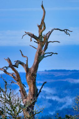 Kurumuş ağaç, çarpıcı dağ gündoğumuna karşı doğal güzelliği ve el değmemiş vahşi doğanın sükunetini gösteriyor. Güzel manzara sükunet ve korkuyu çağrıştırır.