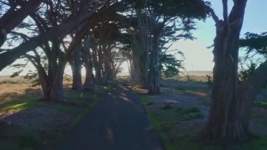 Point Reyes, California 'daki Cypress Ağaç Tüneli' nin havadan görüntüsü, ABD 4K. San Francisco, ABD yakınlarında güzel bir günde nefis ağaçlar. Günaydın, seyahat ve tatil konsepti.