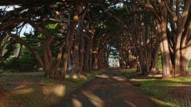 Point Reyes, California 'daki Cypress Ağaç Tüneli' nin havadan görüntüsü, ABD 4K. San Francisco, ABD yakınlarında güzel bir günde nefis ağaçlar. Günaydın, seyahat ve tatil konsepti.