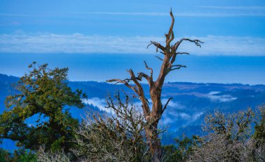 Dried tree against stunning mountain sunrise, showing natural beauty and tranquility of untouched wilderness. Beautiful landscape evokes feelings of calm and awe clipart