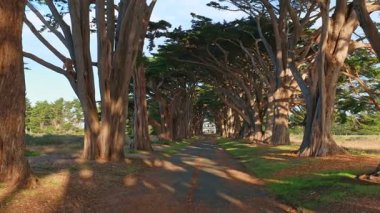 Point Reyes, California 'daki Cypress Ağaç Tüneli' nin havadan görüntüsü, ABD 4K. San Francisco, ABD yakınlarında güzel bir günde nefis ağaçlar. Günaydın, seyahat ve tatil konsepti.