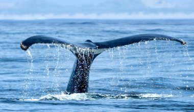 Okyanustan yükselen kambur balina kuyruğunun çarpıcı yakın çekimi, su çağlayarak akıyor. Vahşi doğada yakalanan bu resim deniz yaban hayatı, koruma ve eko-turizm temalarını vurguluyor.