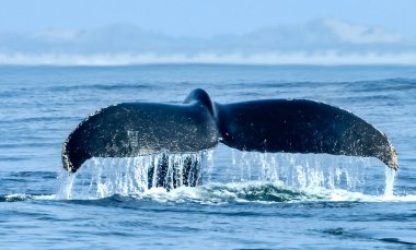 Okyanustan yükselen kambur balina kuyruğunun çarpıcı yakın çekimi, su çağlayarak akıyor. Vahşi doğada yakalanan bu resim deniz yaban hayatı, koruma ve eko-turizm temalarını vurguluyor.