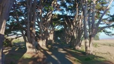 Point Reyes, California 'daki Cypress Ağaç Tüneli' nin havadan görüntüsü, ABD 4K. San Francisco, ABD yakınlarında güzel bir günde nefis ağaçlar. Günaydın, seyahat ve tatil konsepti.