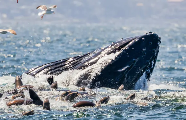 California, Monterey Körfezi 'nde kambur balina ihlali. Okyanus sıçraması, deniz yaban hayatı, balina izleme, doğa anı, su memelisi, Pasifik kıyısı. Kapat.