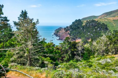 Marin Burnu, Kaliforniya 'da Pasifik Okyanusu' nun yukarısındaki gür kıyı ormanları ve engebeli uçurumlar. Yeşil çam ağaçlarının manzarası ve açık mavi gökyüzünün altında dramatik kıyı şeridi.