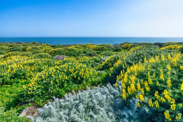 Açan sarı lupinler Kaliforniya 'daki Pasifik Okyanusu' na bakan kıyı tepelerini kaplıyor. Canlı bir ilkbahar manzarası yaban çiçekleri, yerel bitkiler ve doğal kıyı güzelliklerini gözler önüne seriyor.