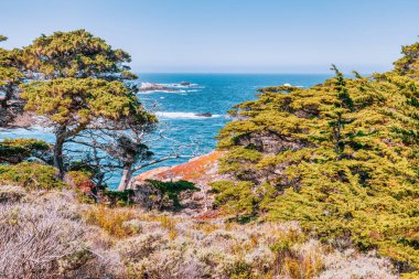 Kaliforniya 'daki Point Lobos State Natural Reserve' de turkuaz sular, engebeli uçurumlar ve berrak bir gökyüzü altında canlı kıyı bitkileri bulunur.