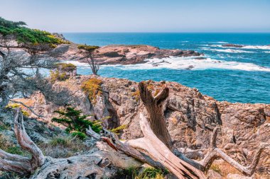 Kaliforniya 'daki Point Lobos State Natural Reserve' de turkuaz sular, engebeli uçurumlar ve berrak bir gökyüzü altında canlı kıyı bitkileri bulunur.