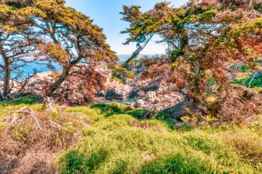 Kaliforniya 'daki Point Lobos State Natural Reserve' de turkuaz sular, engebeli uçurumlar ve berrak bir gökyüzü altında canlı kıyı bitkileri bulunur.