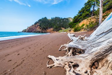 Kaliforniya 'daki Kirby Koyu Sahili' nde kırmızı kum, mavi okyanus dalgaları ve çam ağaçlarıyla kaplı dramatik uçurumlar. San Francisco yakınlarında gizli bir mücevher, doğa, seyahat ve kıyı keşfi temaları için mükemmel.