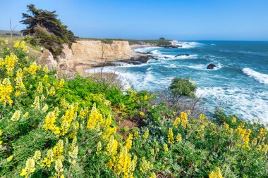 California 'daki Pasifik Okyanusu' na bakan kır çiçekleriyle dolu canlı bir sahil kayalığı. Çarpışan dalgalar, kayalık kıyı şeridi ve manzaralı uçurumlar eko-seyahat temaları için mükemmel doğal bir manzara yaratır.
