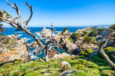 Kaliforniya 'daki Point Lobos State Natural Reserve' de turkuaz sular, engebeli uçurumlar ve berrak bir gökyüzü altında canlı kıyı bitkileri bulunur.
