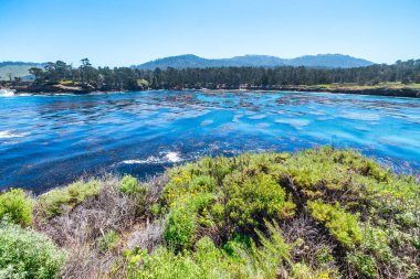 Kaliforniya 'daki Point Lobos State Natural Reserve' de turkuaz sular, engebeli uçurumlar ve berrak bir gökyüzü altında canlı kıyı bitkileri bulunur.