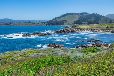 Kaliforniya 'daki Point Lobos State Natural Reserve' de turkuaz sular, engebeli uçurumlar ve berrak bir gökyüzü altında canlı kıyı bitkileri bulunur.