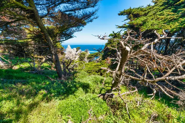 Kaliforniya 'daki Point Lobos State Natural Reserve' de turkuaz sular, engebeli uçurumlar ve berrak bir gökyüzü altında canlı kıyı bitkileri bulunur.
