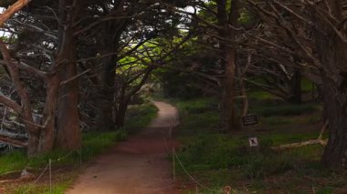 Kaliforniya 'daki Point Lobos Eyaleti Doğal Rezervi turkuvaz suları, engebeli uçurumları ve canlı kıyı manzarasıyla. Big Sur bölgesinde güneşli bir günde sakin okyanus manzarası, seyahat temaları için ideal