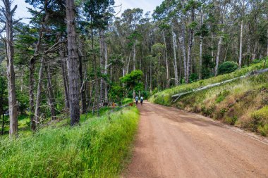 Marin Burnu, Kaliforniya 'da Pasifik Okyanusu' nun yukarısındaki gür kıyı ormanları ve engebeli uçurumlar. Yeşil çam ağaçlarının manzarası ve açık mavi gökyüzünün altında dramatik kıyı şeridi.