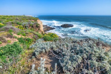 California 'daki Pasifik Okyanusu' na bakan kır çiçekleriyle dolu canlı bir sahil kayalığı. Çarpışan dalgalar, kayalık kıyı şeridi ve manzaralı uçurumlar eko-seyahat temaları için mükemmel doğal bir manzara yaratır.
