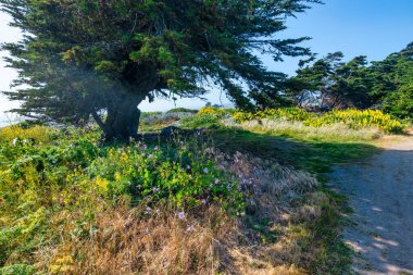 Bereketli kıyı bitkileri ve Kaliforniya 'da 1. Otoyol yakınlarındaki güneşli bir yolda rüzgarlı bir selvi ağacı. Açık gökyüzünün altında açan kır çiçekleri Pasifik kıyı şeridinin doğal güzelliklerini yakalar.