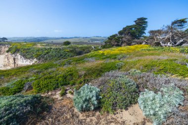California 'daki 1. Otoyol yakınlarındaki Cotoni-Coast Dairies State Plajları' ndaki kayalıkların, kır çiçeklerinin ve kumlu plajların manzarası. Pasifik Okyanusu, güneşli bir gökyüzünün altında dokunulmamış kıyı doğasıyla buluşur.