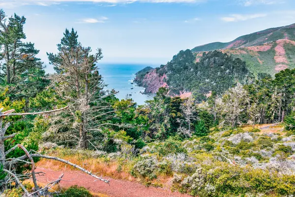 Marin Burnu, Kaliforniya 'da Pasifik Okyanusu' nun yukarısındaki gür kıyı ormanları ve engebeli uçurumlar. Yeşil çam ağaçlarının manzarası ve açık mavi gökyüzünün altında dramatik kıyı şeridi.