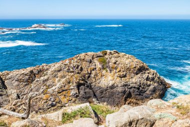 Kaliforniya 'daki Point Lobos State Natural Reserve' de turkuaz sular, engebeli uçurumlar ve berrak bir gökyüzü altında canlı kıyı bitkileri bulunur.