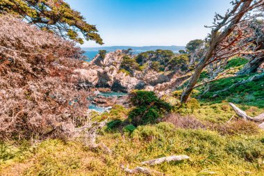 Kaliforniya 'daki Point Lobos State Natural Reserve' de turkuaz sular, engebeli uçurumlar ve berrak bir gökyüzü altında canlı kıyı bitkileri bulunur.