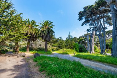 Palmiye ağaçları ve kıyı ormanı, California Otoyolu boyunca uzanan J V Fitzgerald Deniz Rezervi 'nde mavi gökyüzünün altında buluşuyor. Pasifik Sahili 'nde canlı yeşillikler arasında kıvrılan yemyeşil bir patika.